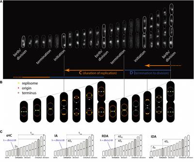 Quantitative Examination of Five Stochastic Cell-Cycle and Cell-Size Control Models for Escherichia coli and Bacillus subtilis